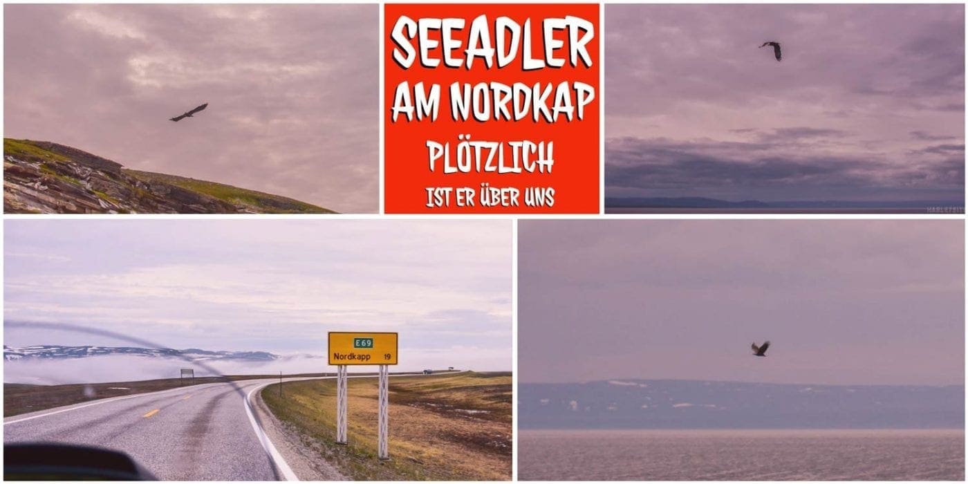 Der Seeadler am Nordkap