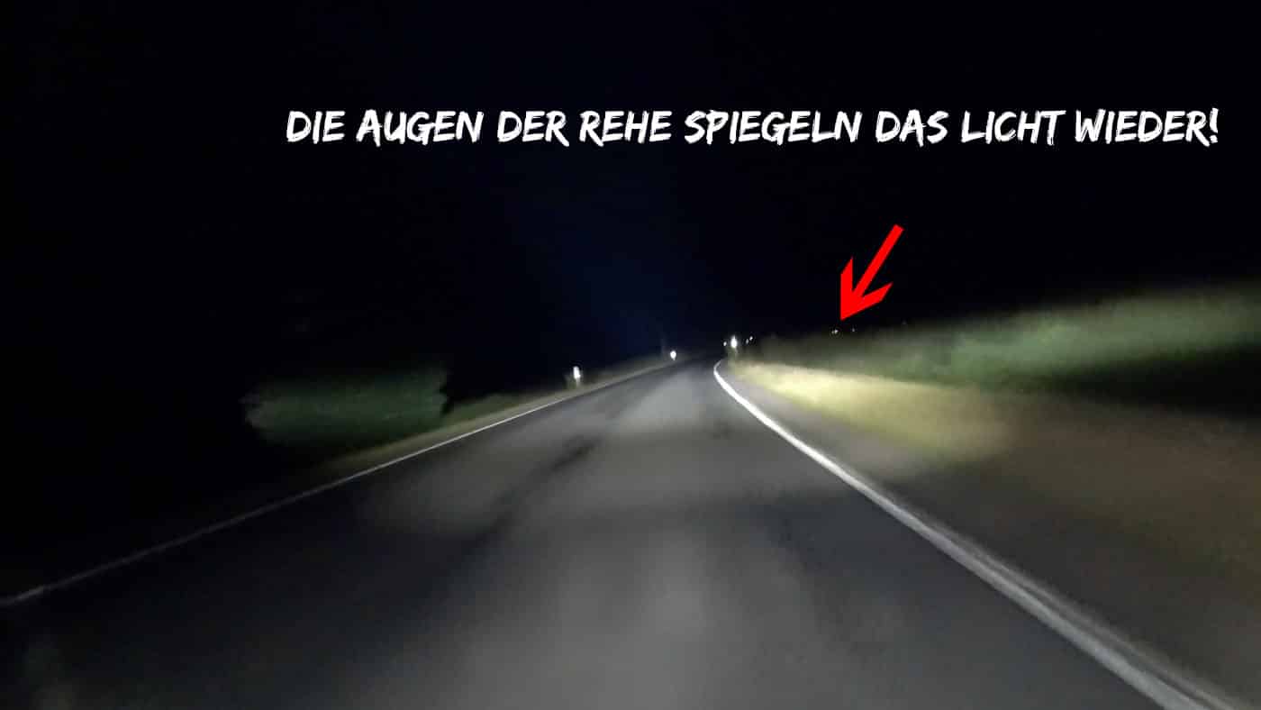 Rehe Im Scheinwerferlicht Der Harley Davidson Heritage