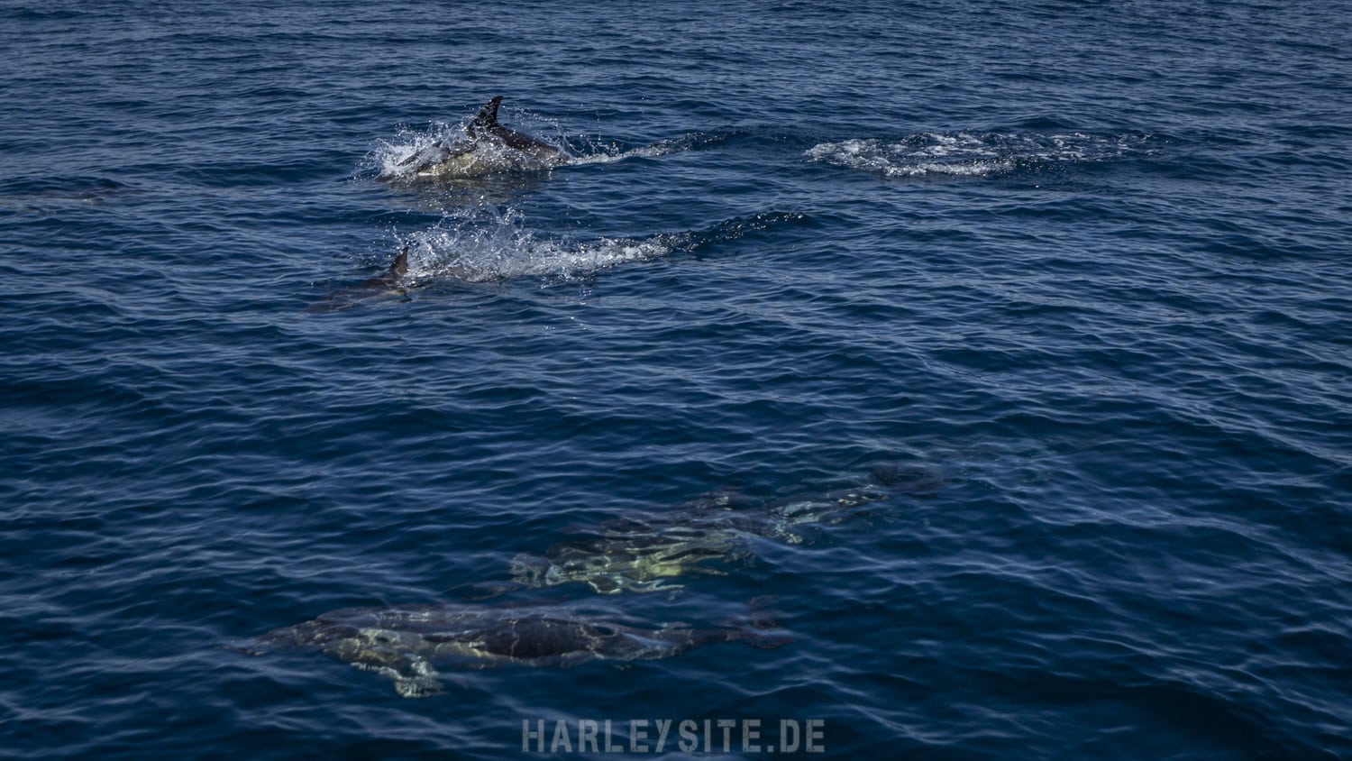 7TH ALGARVE RUN PORTUGAL IM MAI/JUNI 2022