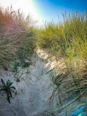 Der Weg auf den Deich
