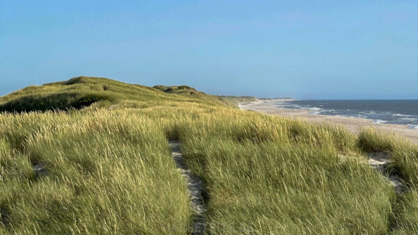 Der lange Sandstrand hinter dem Deich.