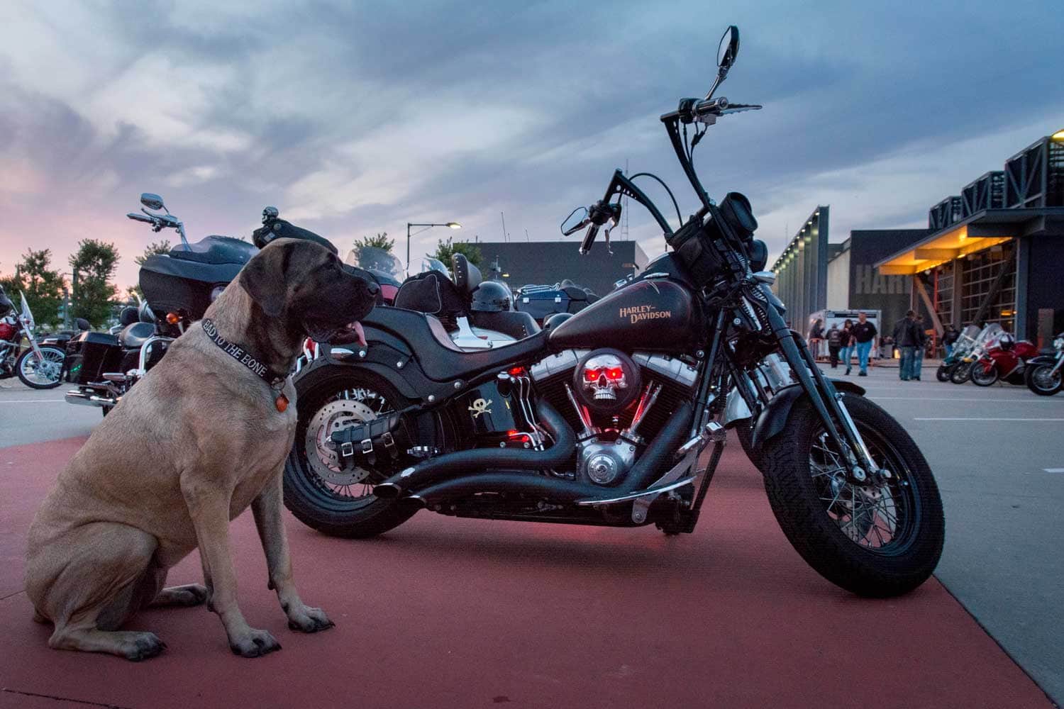 Der Harleysite Jahresrückblick 2021 – Teil 2 Der Harleysite Jahresrückblick 2021 – Teil 2