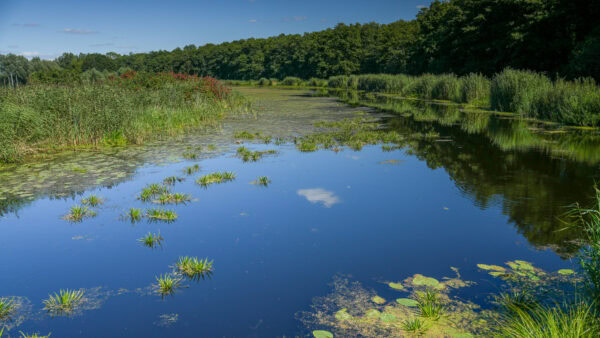 Mit der CVO Street Glide 2025 quer durch Polen Ruhiger Teich mit üppiger Vegetation